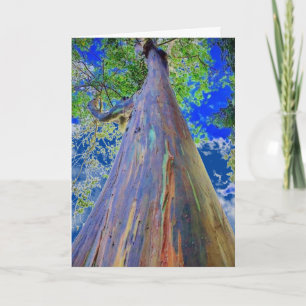Regenboogachtige eucalyptusboom kaart