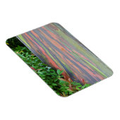 Regenboogachtige eucalyptusboom magneet (Rechterzijde)