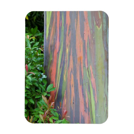 Regenboogachtige eucalyptusboom magneet (Verticaal)