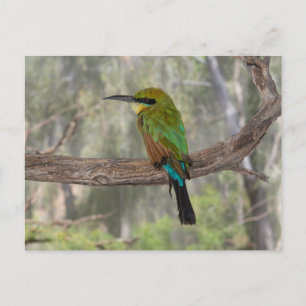 Regenboogbijeneter, Australië Briefkaart