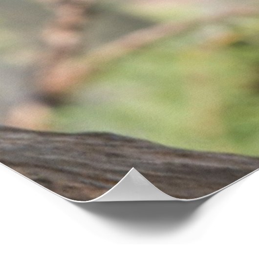 Regenboogbijeneter, Australië Poster (Hoek)