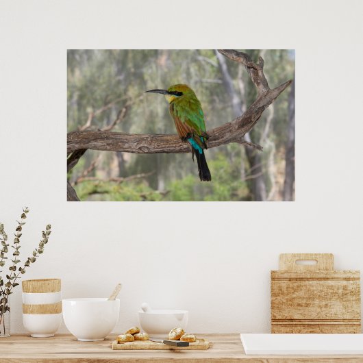 Regenboogbijeneter, Australië Poster (Keuken)