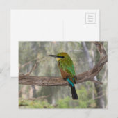 Regenboogbijeneter vogel, Australië Briefkaart (Voorkant / Achterkant)