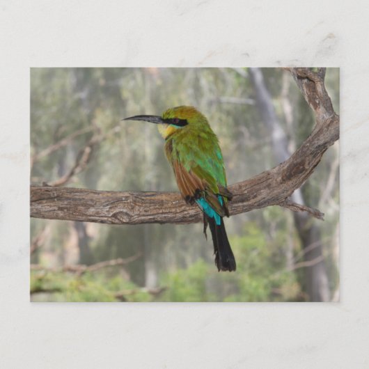 Regenboogbijeneter vogel, Australië Briefkaart (Voorkant)