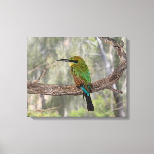 Regenboogbijeneter vogel, Australië Canvas Afdruk (Voorkant)
