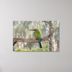 Regenboogbijeneter vogel, Australië Canvas Afdruk