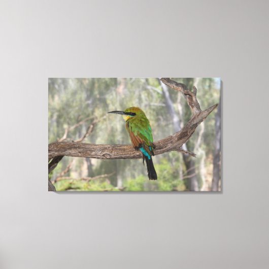 Regenboogbijeneter vogel, Australië Canvas Afdruk (Voorkant)