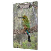 Regenboogbijeneter vogel, Australië Klembord (Links)