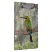 Regenboogbijeneter vogel, Australië Klembord (Rechts)