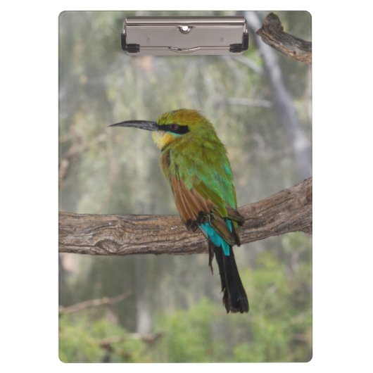 Regenboogbijeneter vogel, Australië Klembord (Voorkant)