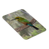 Regenboogbijeneter vogel, Australië Magneet (Rechterzijde)