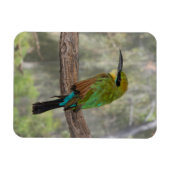 Regenboogbijeneter vogel, Australië Magneet (Horizontaal)