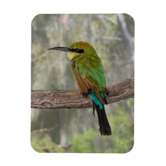 Regenboogbijeneter vogel, Australië Magneet (Verticaal)
