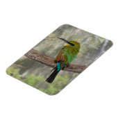 Regenboogbijeneter vogel, Australië Magneet (Linkerzijde)