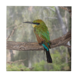 Regenboogbijeneter vogel, Australië Tegeltje