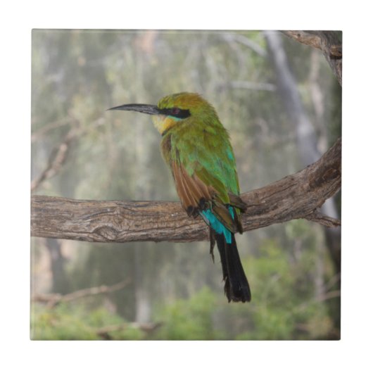 Regenboogbijeneter vogel, Australië Tegeltje (Voorkant)