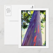 Regenboogboom Briefkaart (Voorkant / Achterkant)