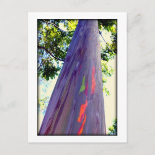 Regenboogboom Briefkaart
