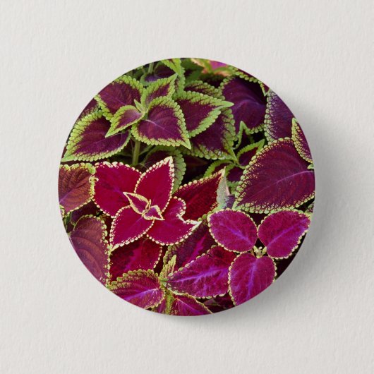 Regenboogcoleus Ronde Button 5,7 Cm (Voorkant)
