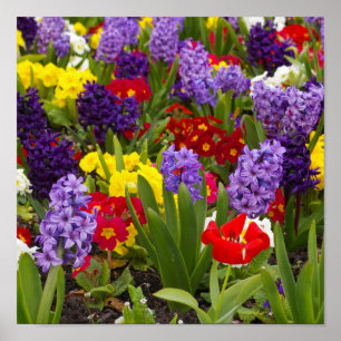 RegenboogCollectie Poster