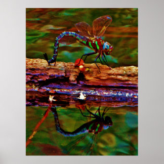 Regenboogdragonfly, Blauwgroen en paarse dragonfly Poster