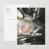 Regenboogforel Briefkaart (Voorkant / Achterkant)