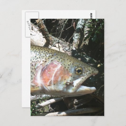 Regenboogforel Briefkaart (Voorkant / Achterkant)