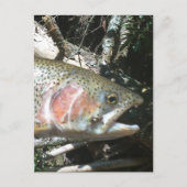 Regenboogforel Briefkaart (Voorkant)