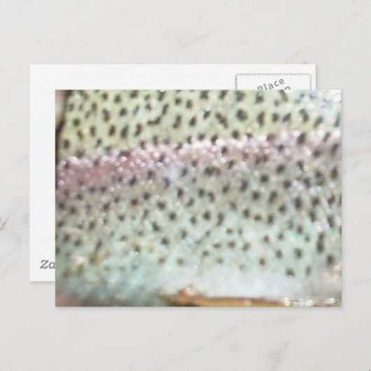 Regenboogforel Briefkaart (Voorkant / Achterkant)