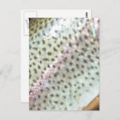 Regenboogforel Briefkaart (Voorkant / Achterkant)