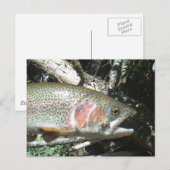 Regenboogforel Briefkaart (Voorkant / Achterkant)