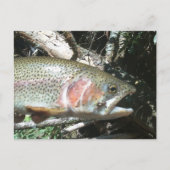 Regenboogforel Briefkaart (Voorkant)