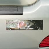 Regenboogforel Bumpersticker (Op auto)