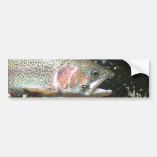 Regenboogforel Bumpersticker
