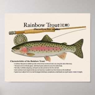 Regenboogforel – Engelse Kunstprint Poster