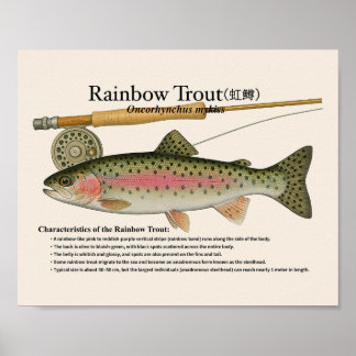 Regenboogforel – Engelse Kunstprint Poster