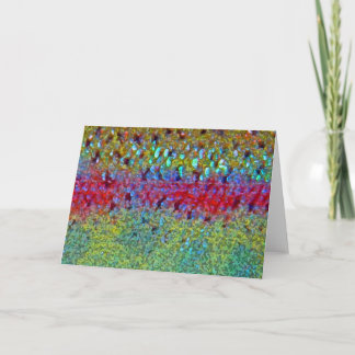 Regenboogforel - Kaart