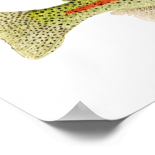 Regenboogforel Poster (Hoek)