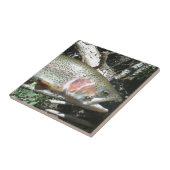 Regenboogforel Tegeltje (Zijkant)