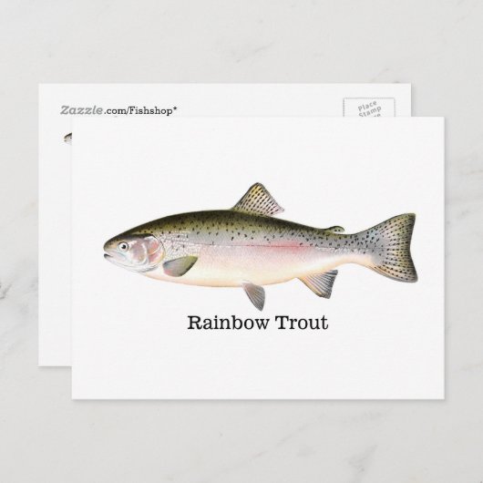 Regenboogforel vis briefkaart (Voorkant / Achterkant)