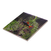 Regenbooghaai Pic Tegeltje (Zijkant)