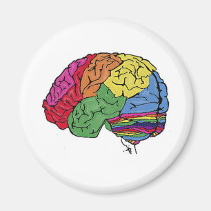Regenbooghersenen Magneet