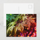 RegenboogJapanse mantel lekt Briefkaart (Voorkant / Achterkant)