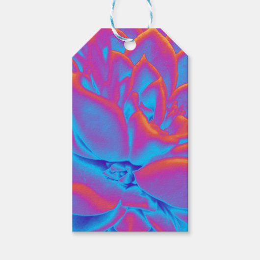 Regenboogkleur Succulent plant Cadeaulabel (Voorkant)