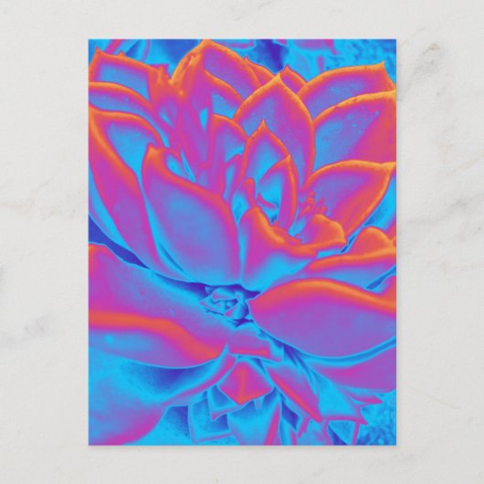 Regenboogkleur Succulent plant Feestdagenkaart (Voorkant)