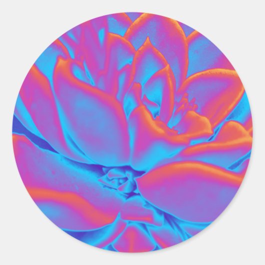 Regenboogkleur Succulent plant Ronde Sticker (Voorkant)