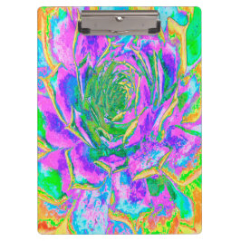 Regenboogkleuren Fiesta Succulent Sedum Rosette Klembord