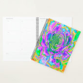Regenboogkleuren Fiesta Succulent Sedum Rosette Planner (Display)