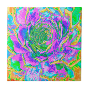 Regenboogkleuren Fiesta Succulent Sedum Rosette Tegeltje