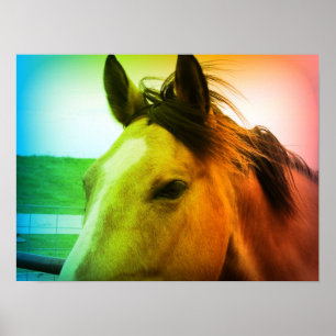 Regenboogkleurige Buckskin Poster